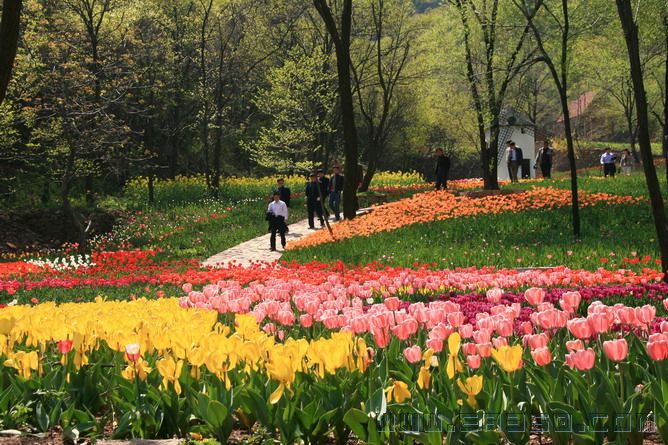 08郁金香 058_缩小大小.jpg