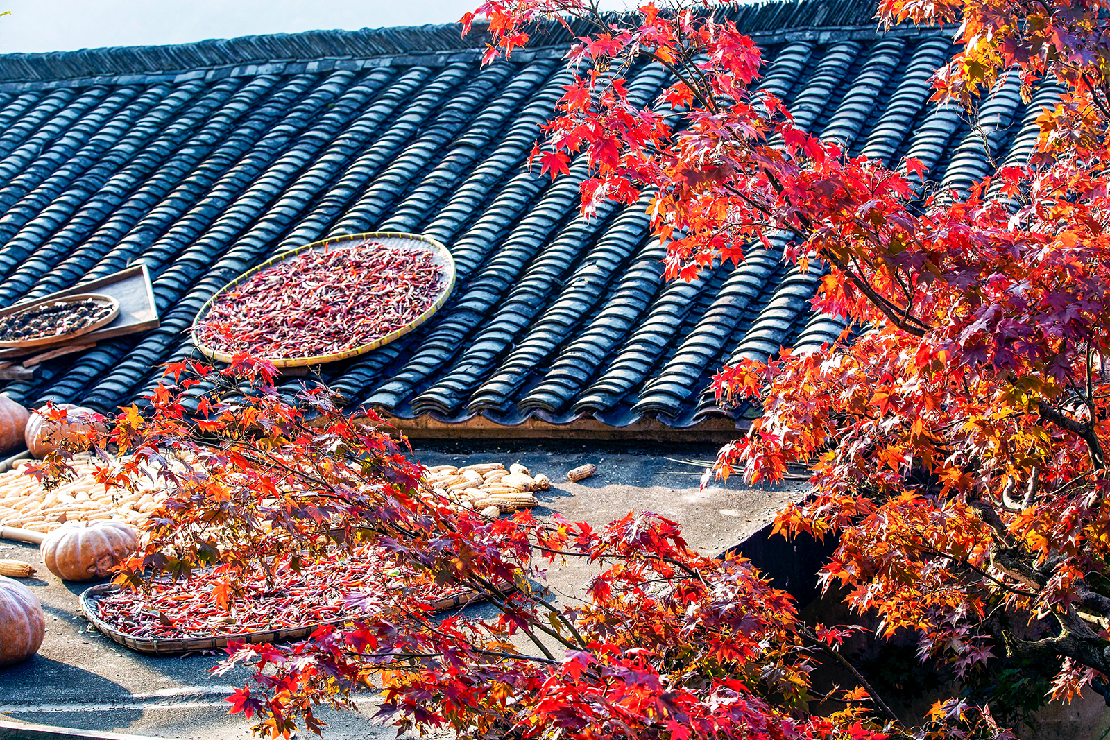 1J8A3073 2  《篁岭晒秋》  作者  王振庆2023.11.25摄于婺源篁岭.jpg