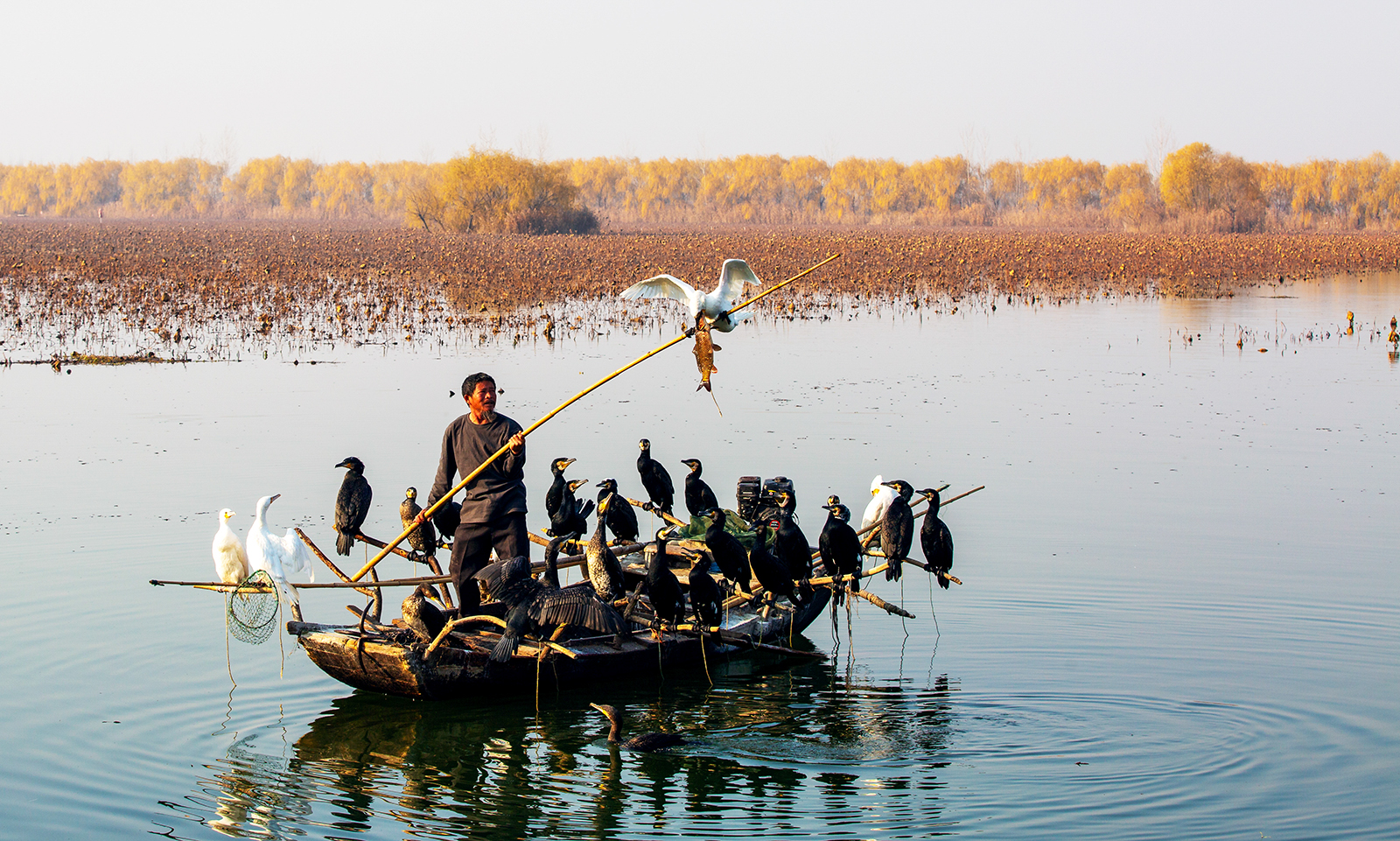 1J8A3467 2《鱼鹰捕鱼》作者  王振庆  摄于2023.12.09.jpg