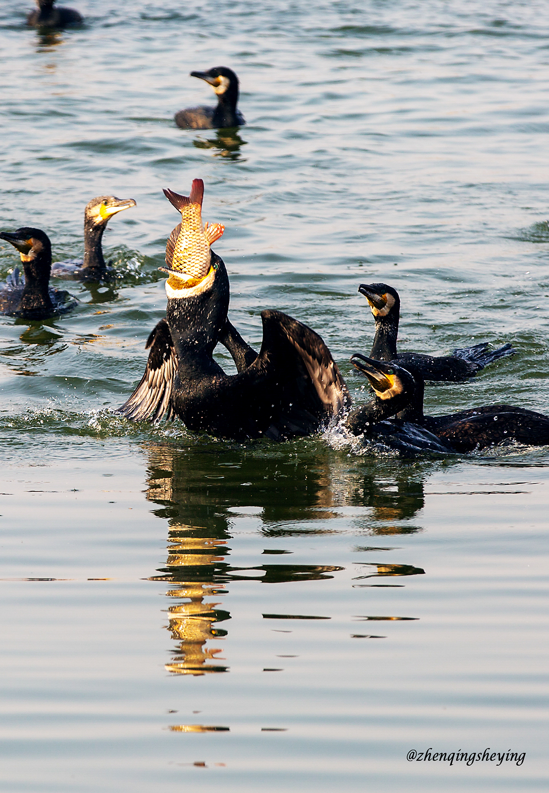 1J8A3493 3《鱼鹰捕鱼》  作者  王振庆摄于微山湖  2023.12.09.jpg
