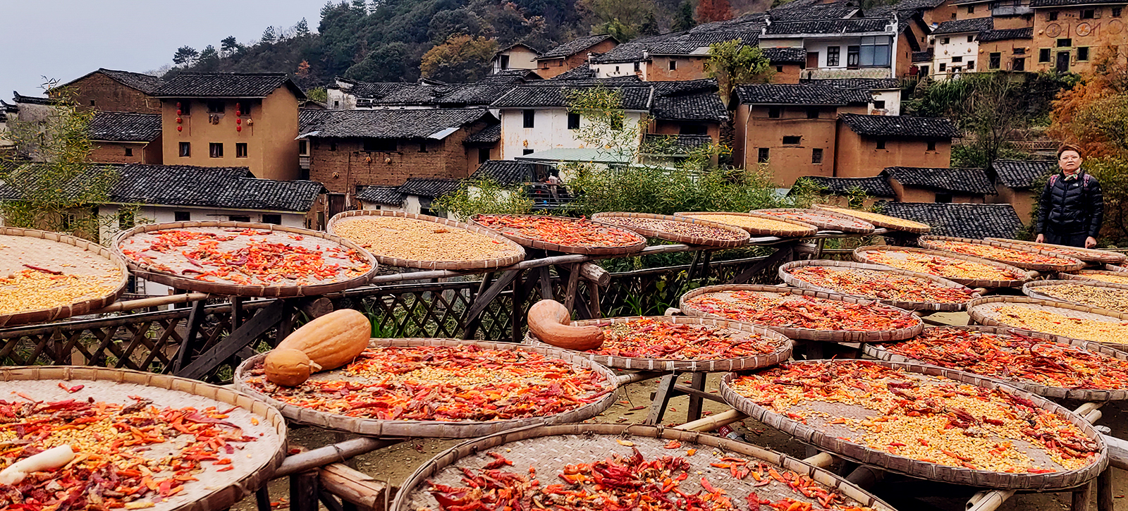 IMG_20231126_105118 1《阳产晒秋》作者  王振庆2023.11.26摄于安徽歙县阳产土楼.jpg