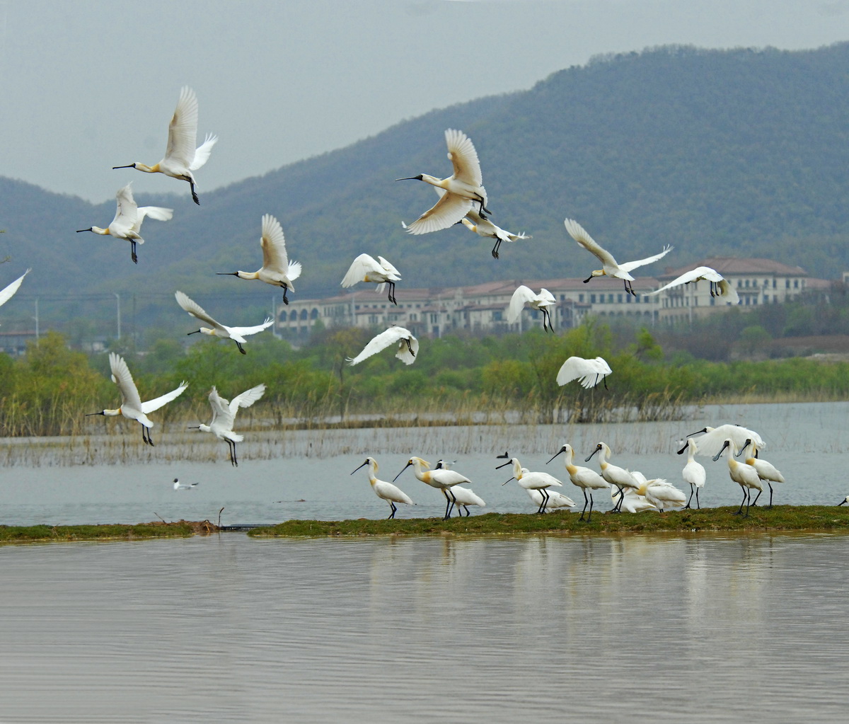 腾飞  姜瑞云 摄于庄河  18342263352_3_调整大小.jpg