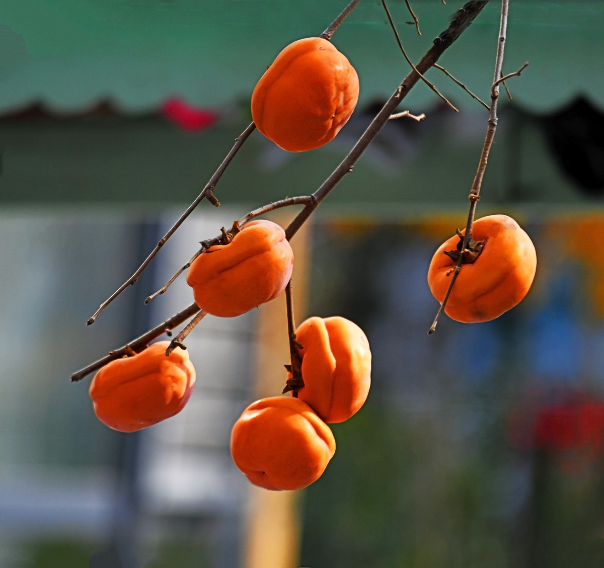 柿柿如意  姜瑞云  摄于大纺  18342263352_2_调整大小.JPG