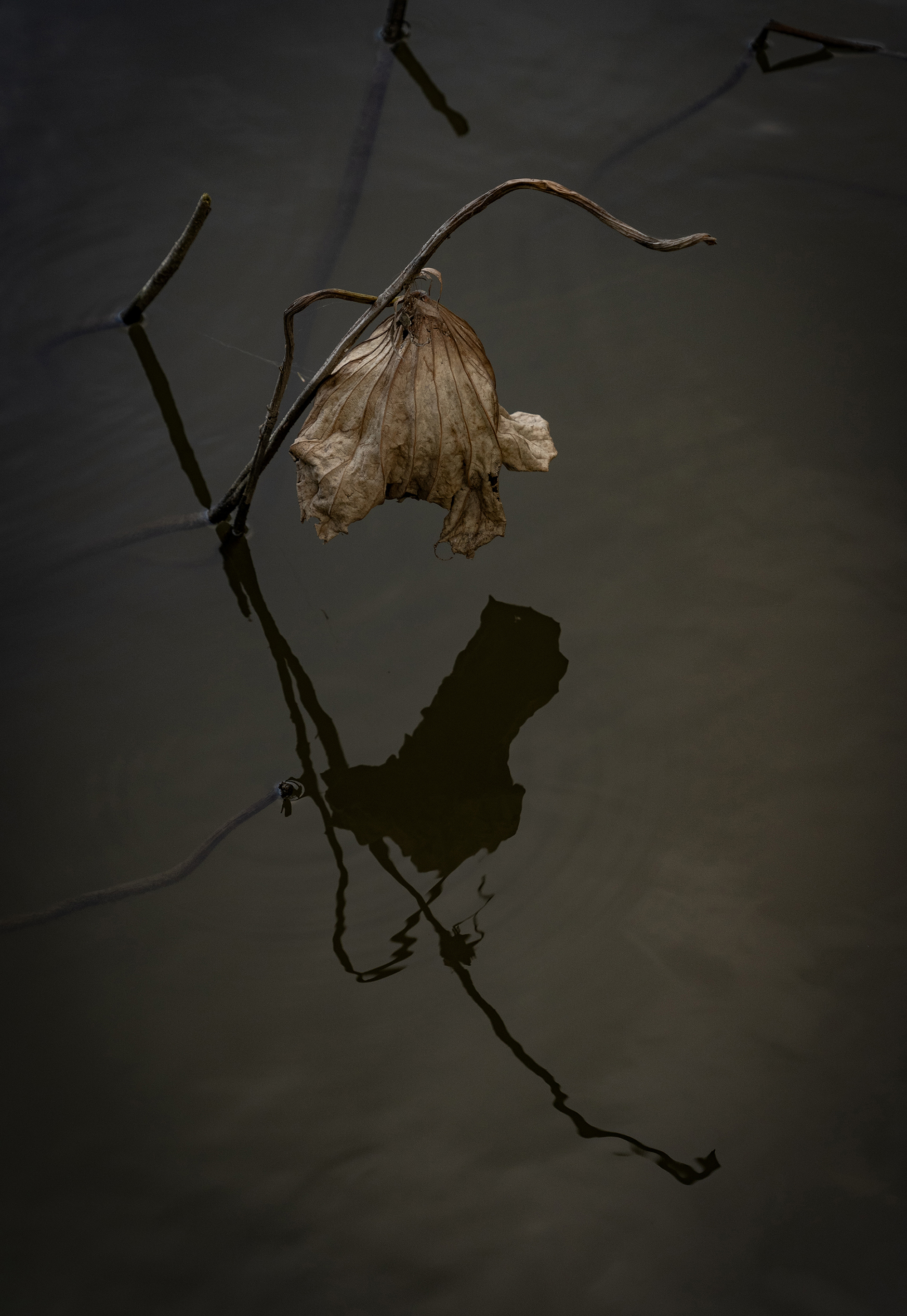 《残荷》组照2 张玉庆 13906414368.jpg