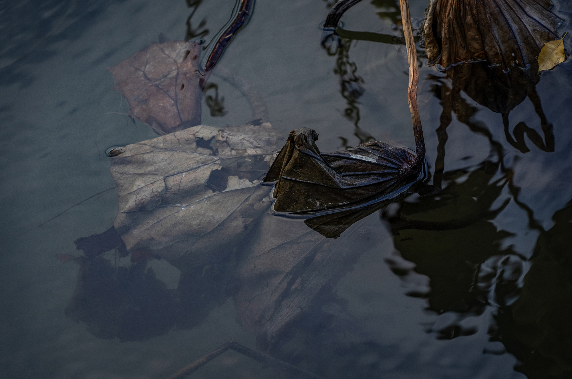 《残荷》组照3 张玉庆 13906414368.jpg