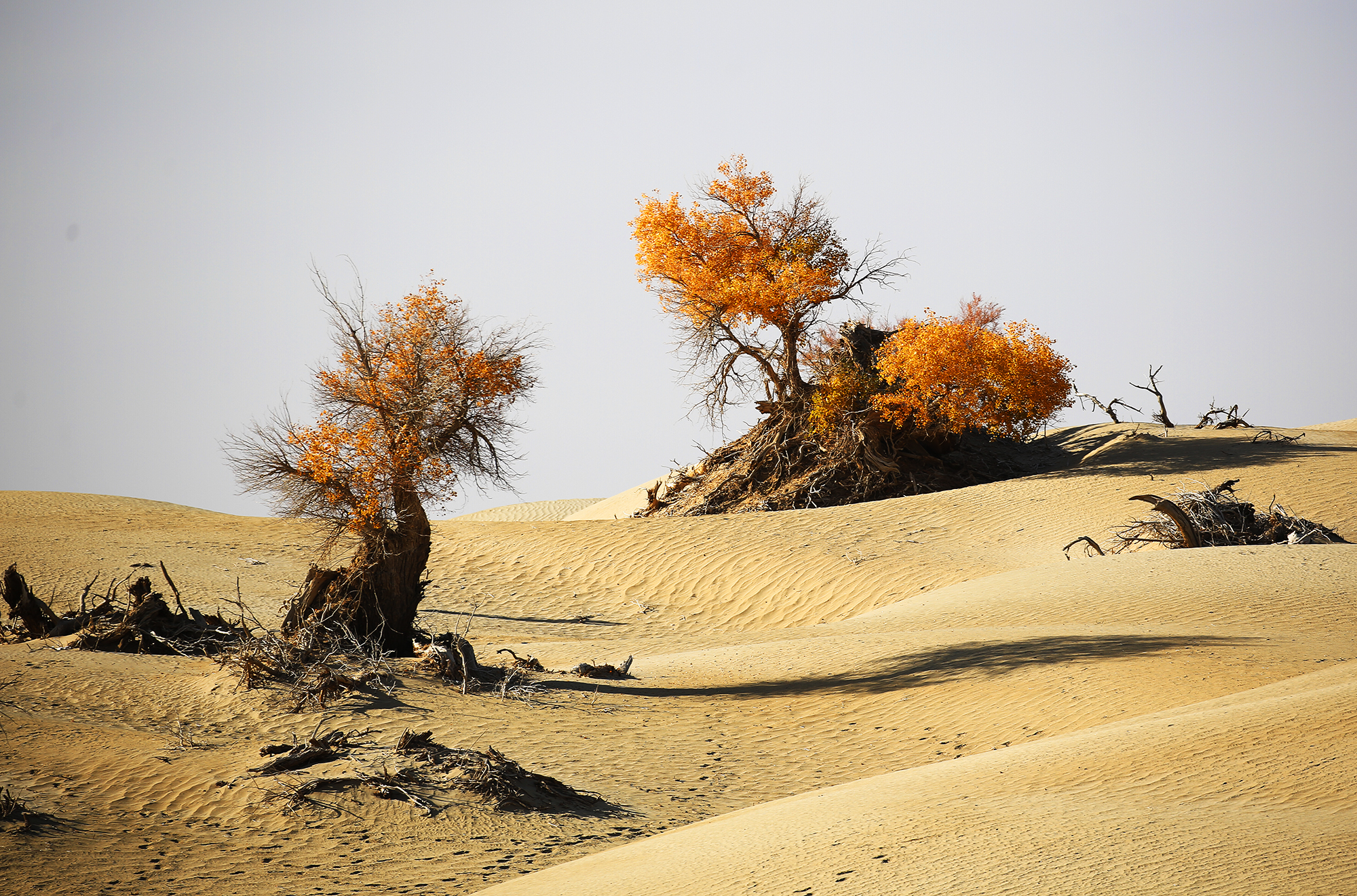 《追踪大漠深处的胡杨树》马丽 13708937915 (12).JPG