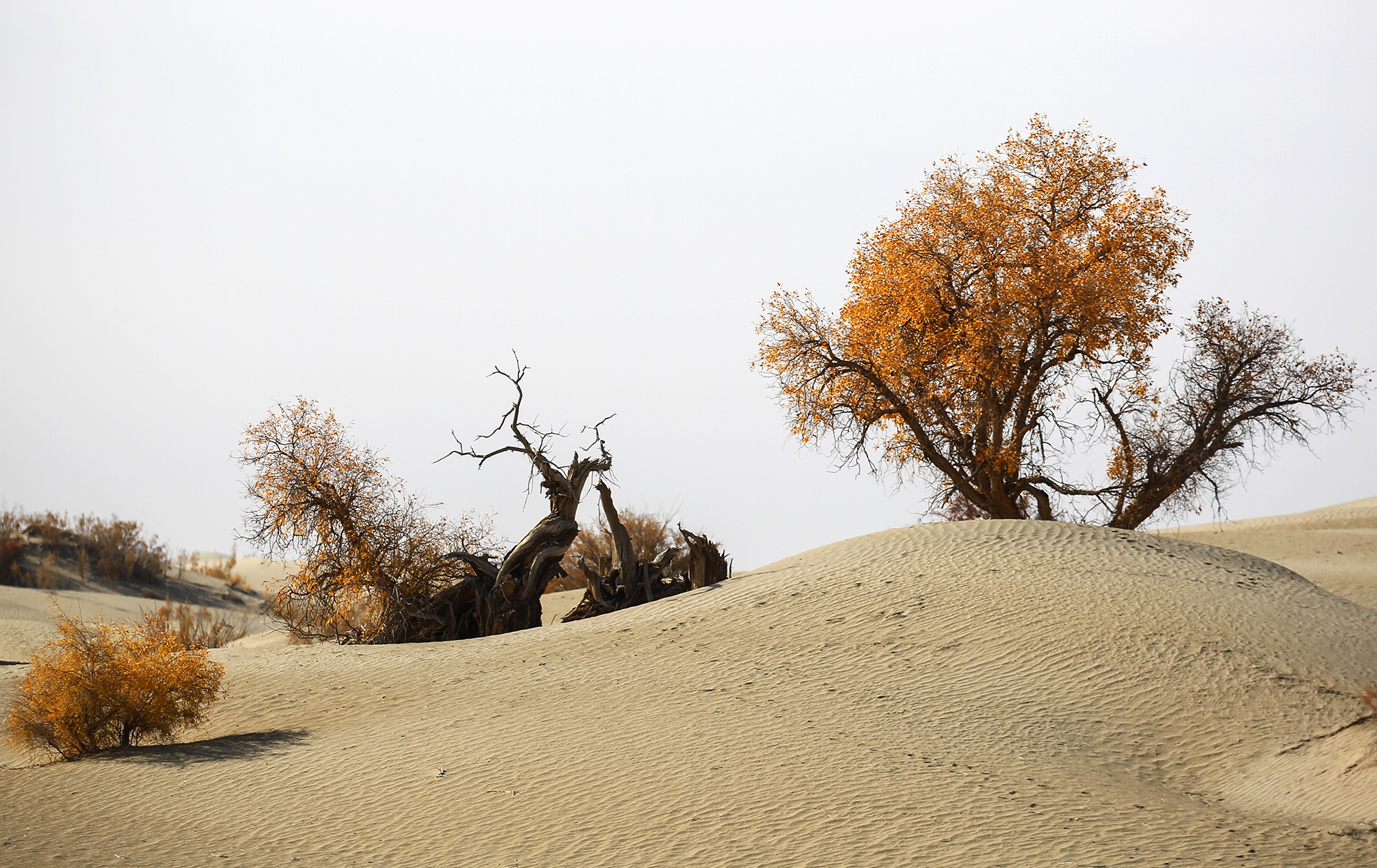 《追踪大漠深处的胡杨树》马丽 13708937915 (14).JPG