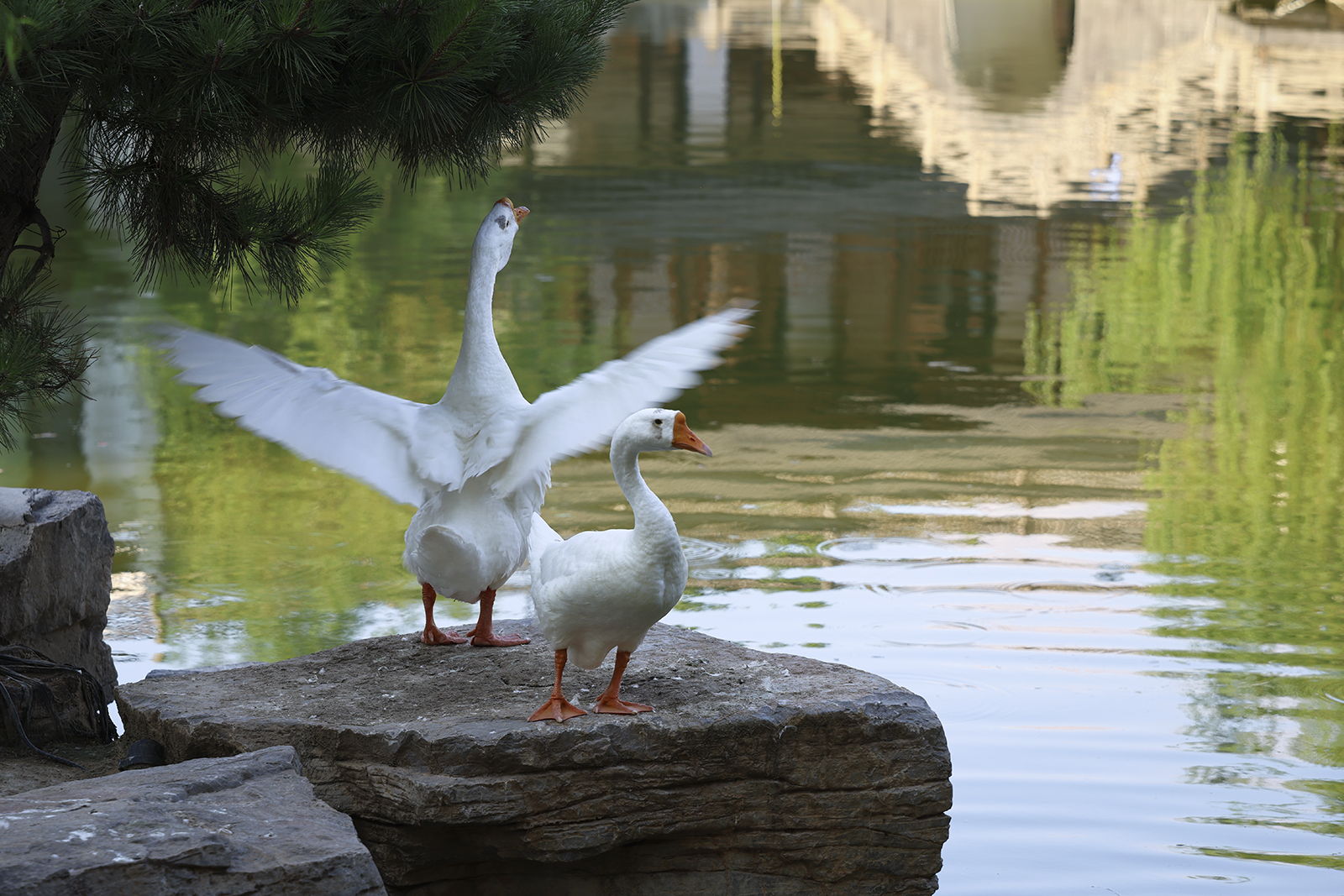 白鹅振翅，水畔生姿