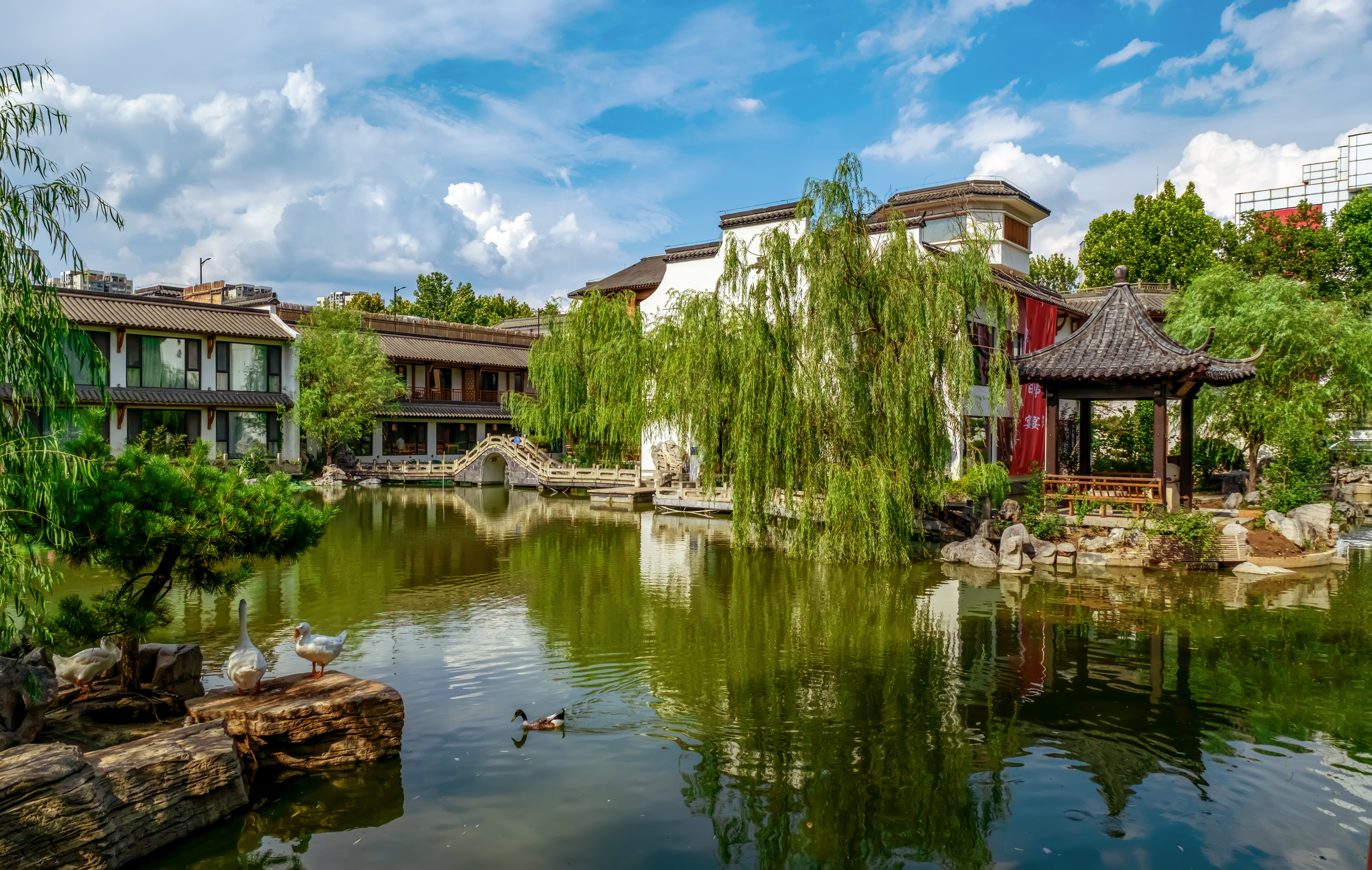 《柳岸塘居禽戏图》 宋懿龙.jpg