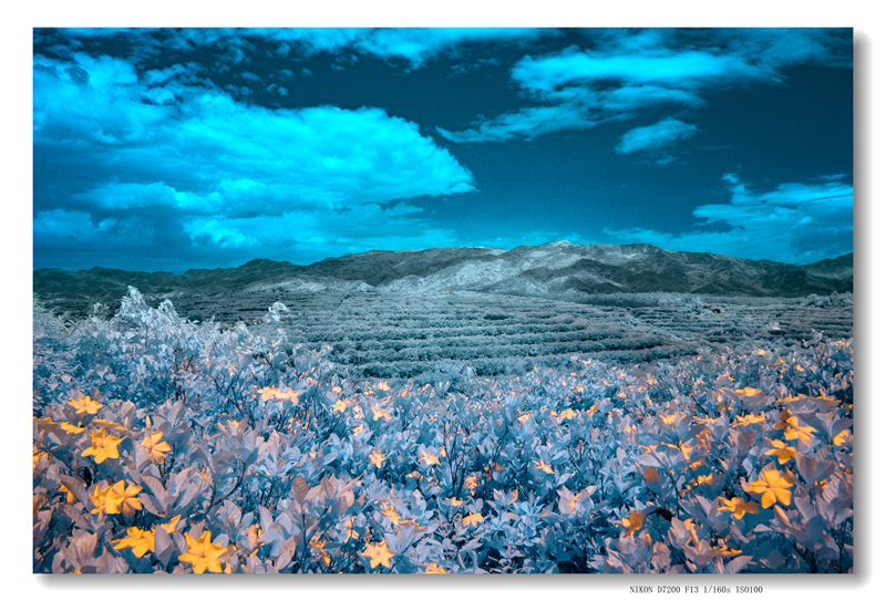 DSC_0808 拷贝_副本_副本.jpg