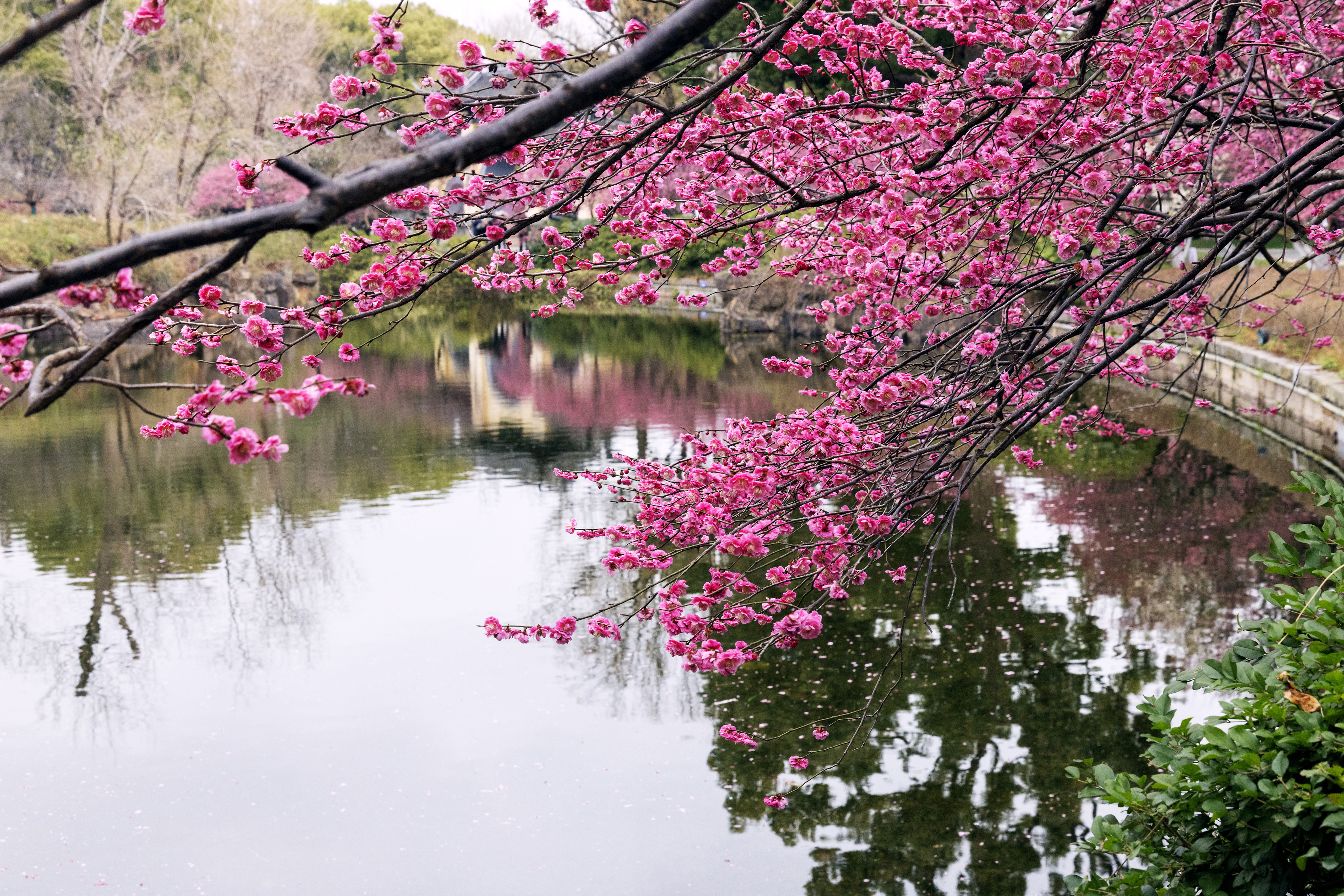 1Y3A0474 3  《梅影横斜》 作者  王振庆.jpg