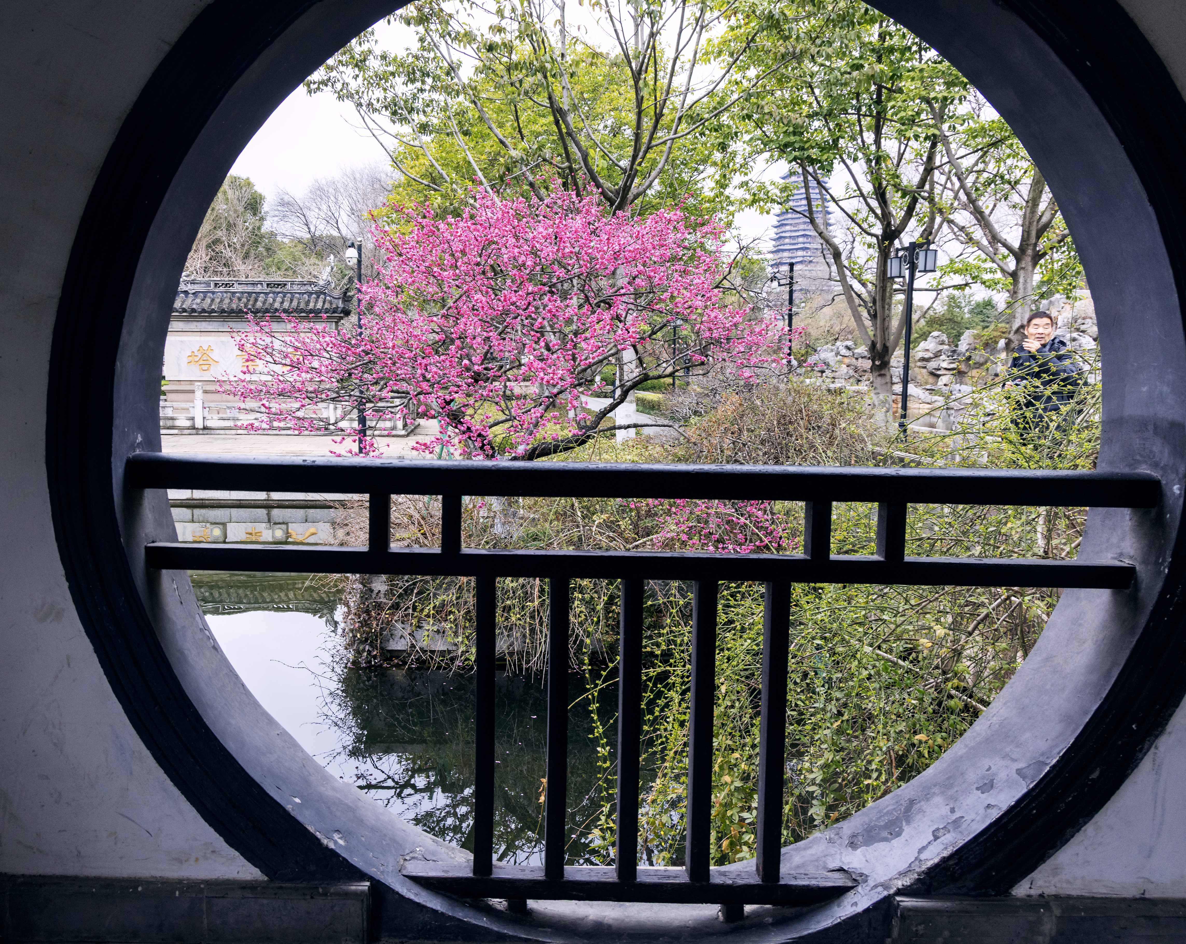 1Y3A0449 2 《一池梅塔映圆窗》 作者  王振庆.jpg