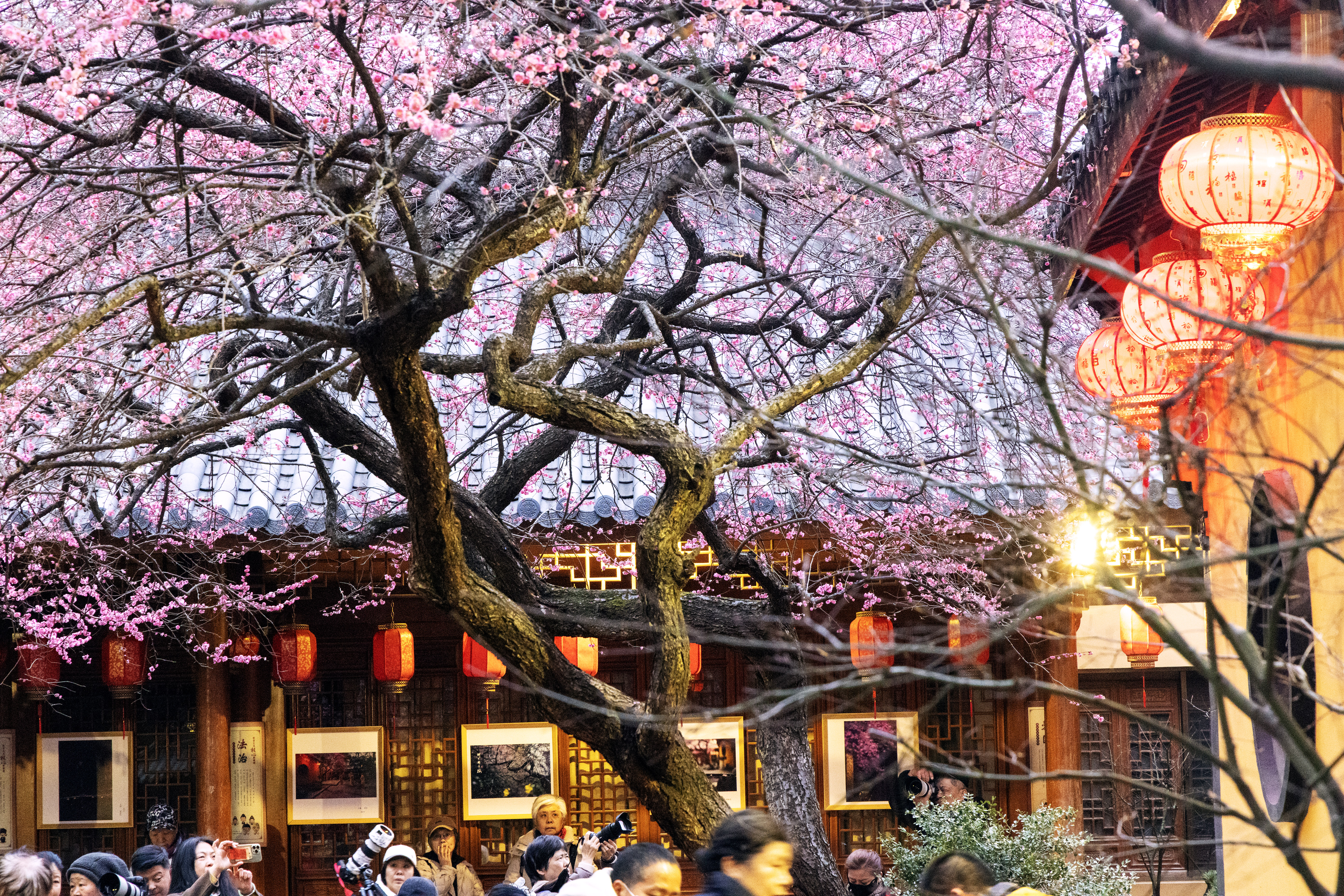 1Y3A0493  2  《梅花盛开。春满人间》  作者  王振庆.jpg