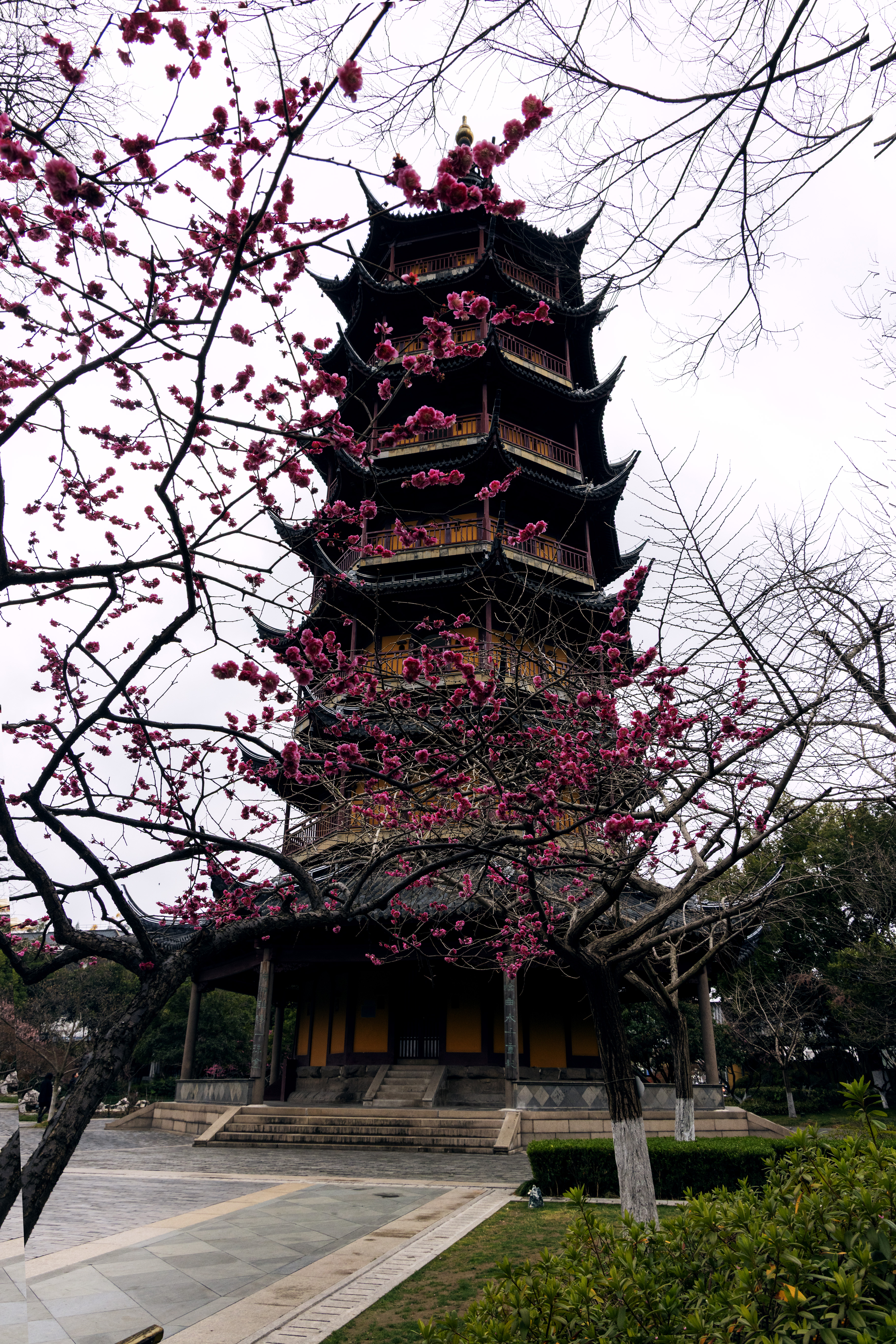 1Y3A0457 2  《红梅掩塔》  作者  王振庆.jpg