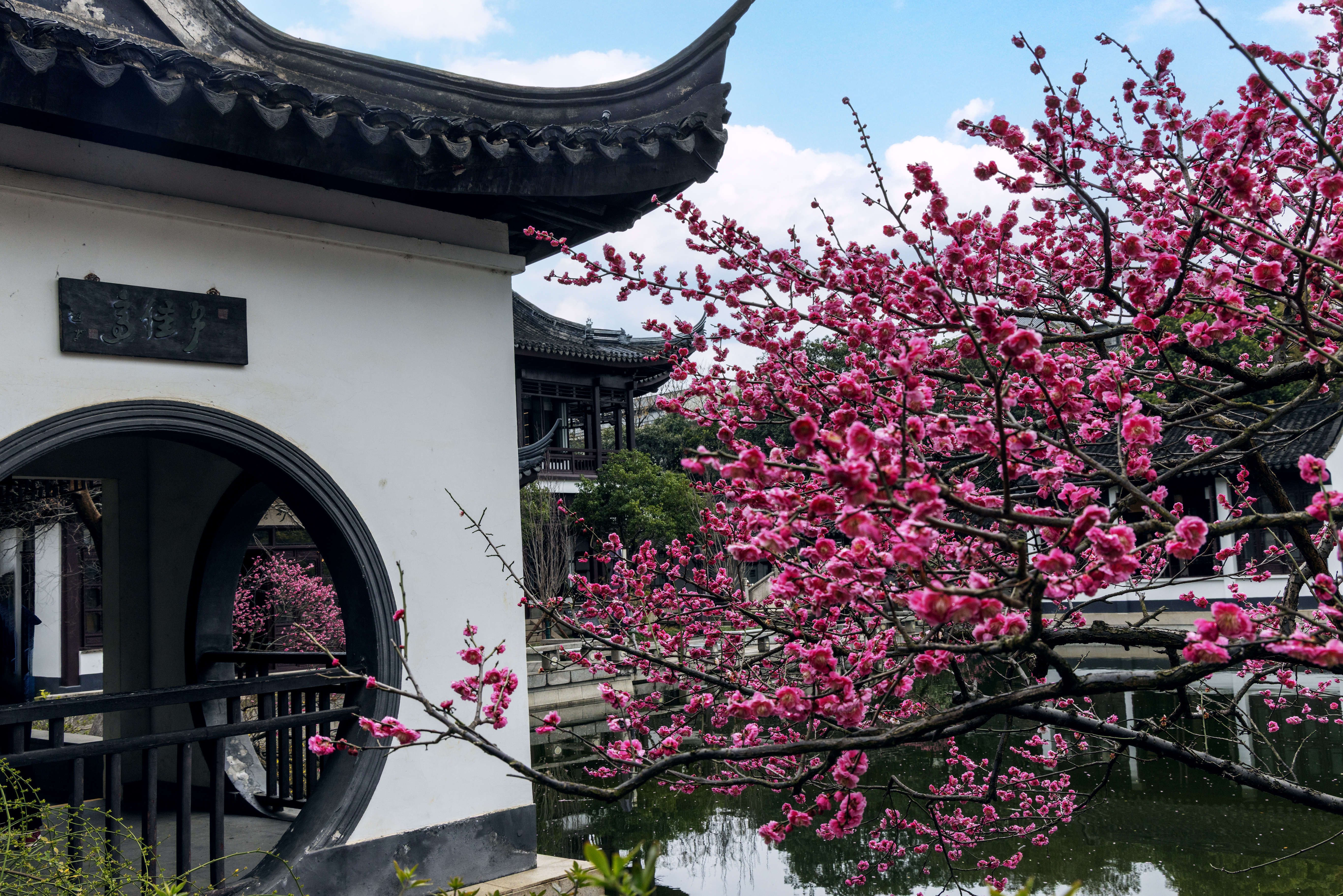 1Y3A0450 2  《梅影横斜》 作者  王振庆.jpg