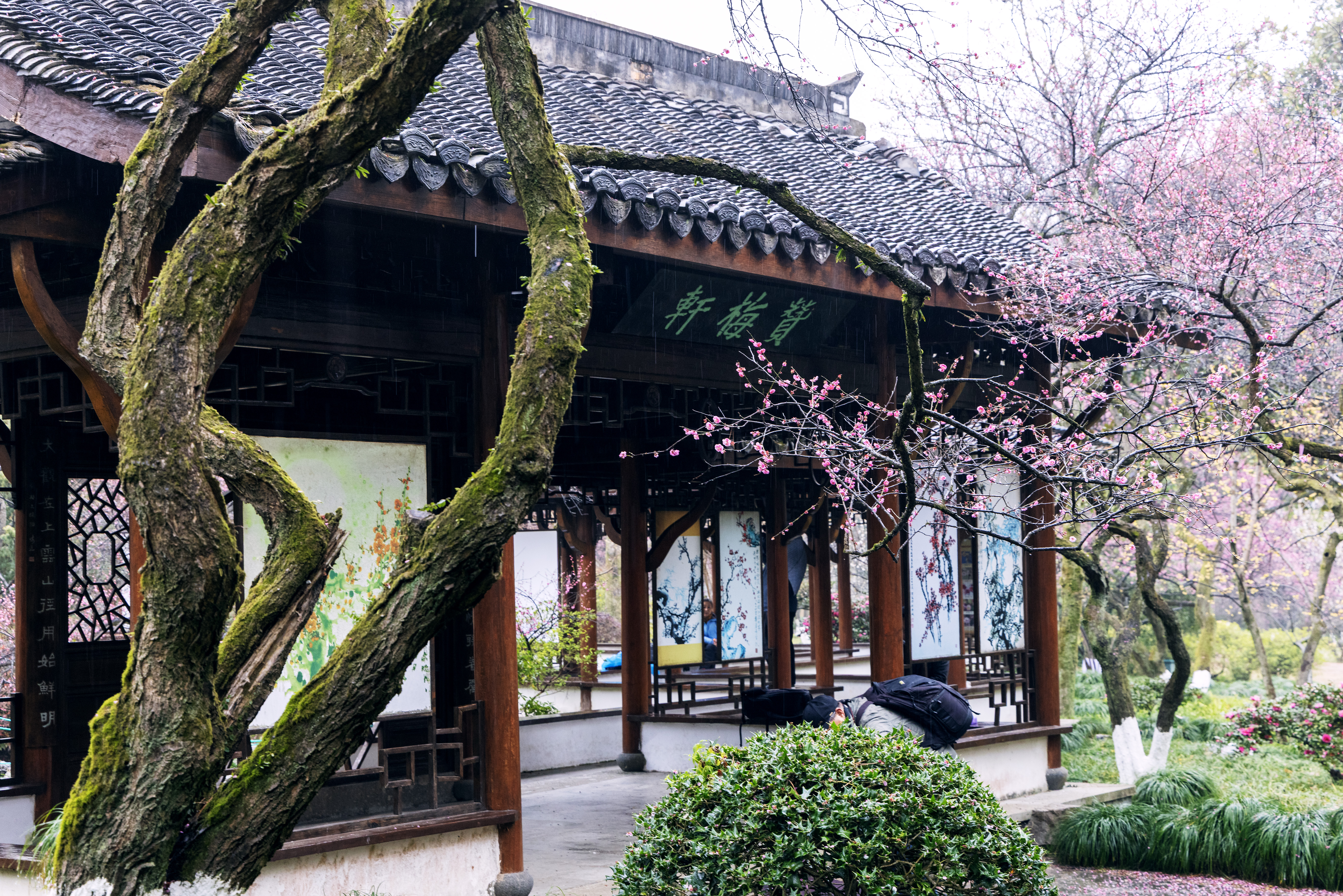 1Y3A0696 2  《赞梅轩》  作者  王振庆.jpg