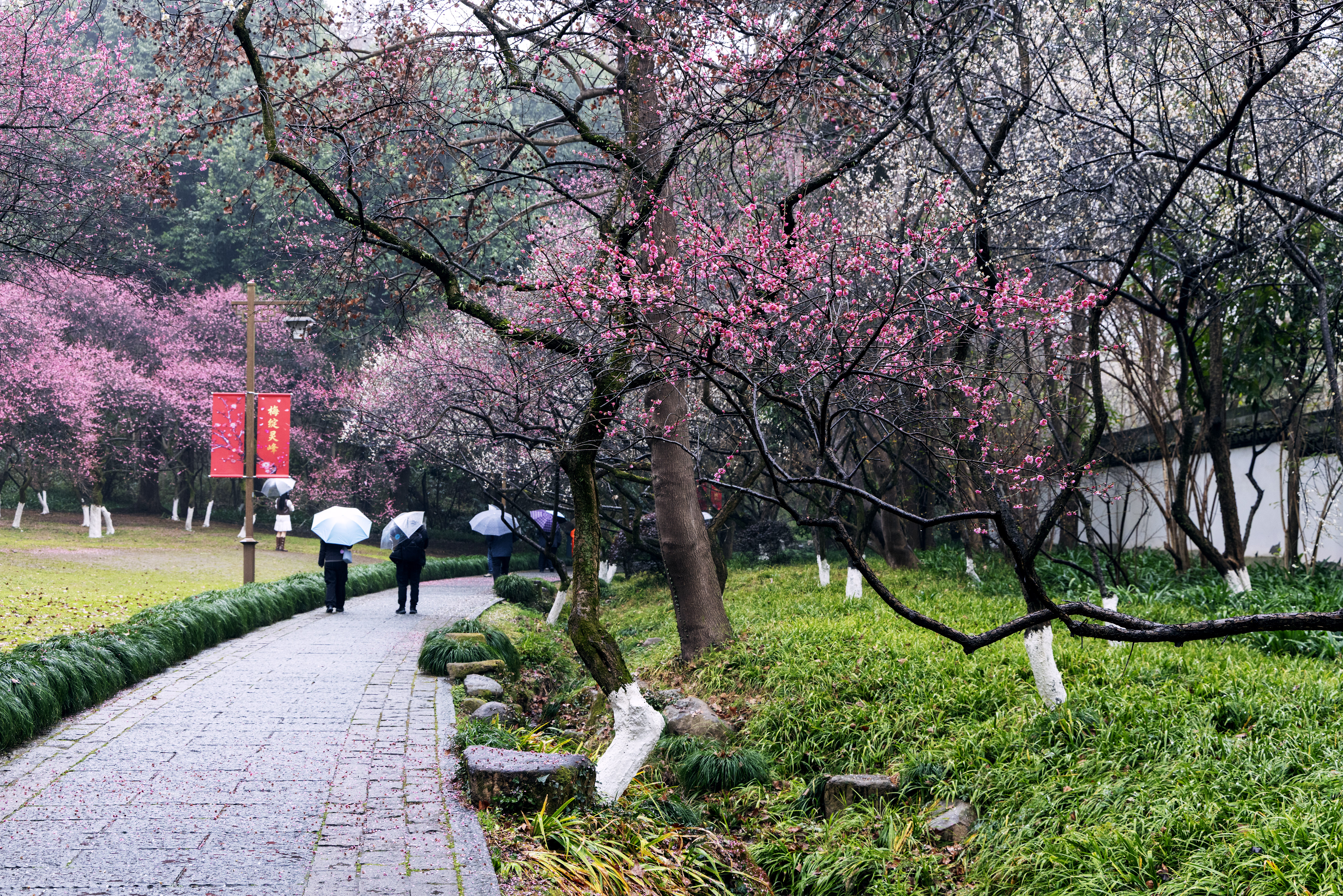 1Y3A0673 2  《红粉绿萼遍地开》 作者  王振庆.jpg