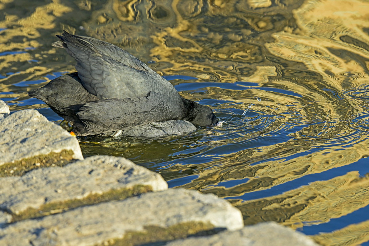 池塘知道爱有多深  孙家勇  13840868026_1_调整大小.JPG