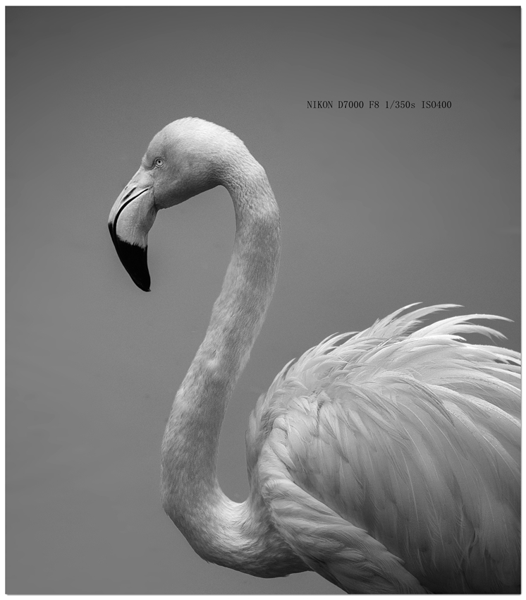 _DSC1636 拷贝_副本_副本.jpg