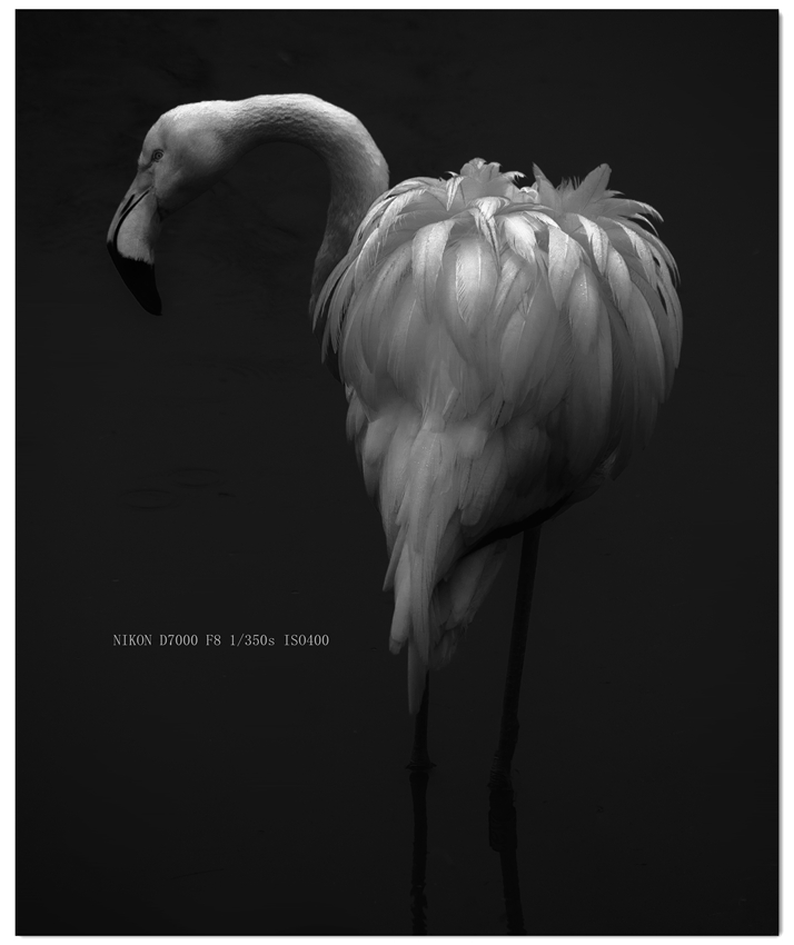 _DSC1704 拷贝_副本_副本.jpg