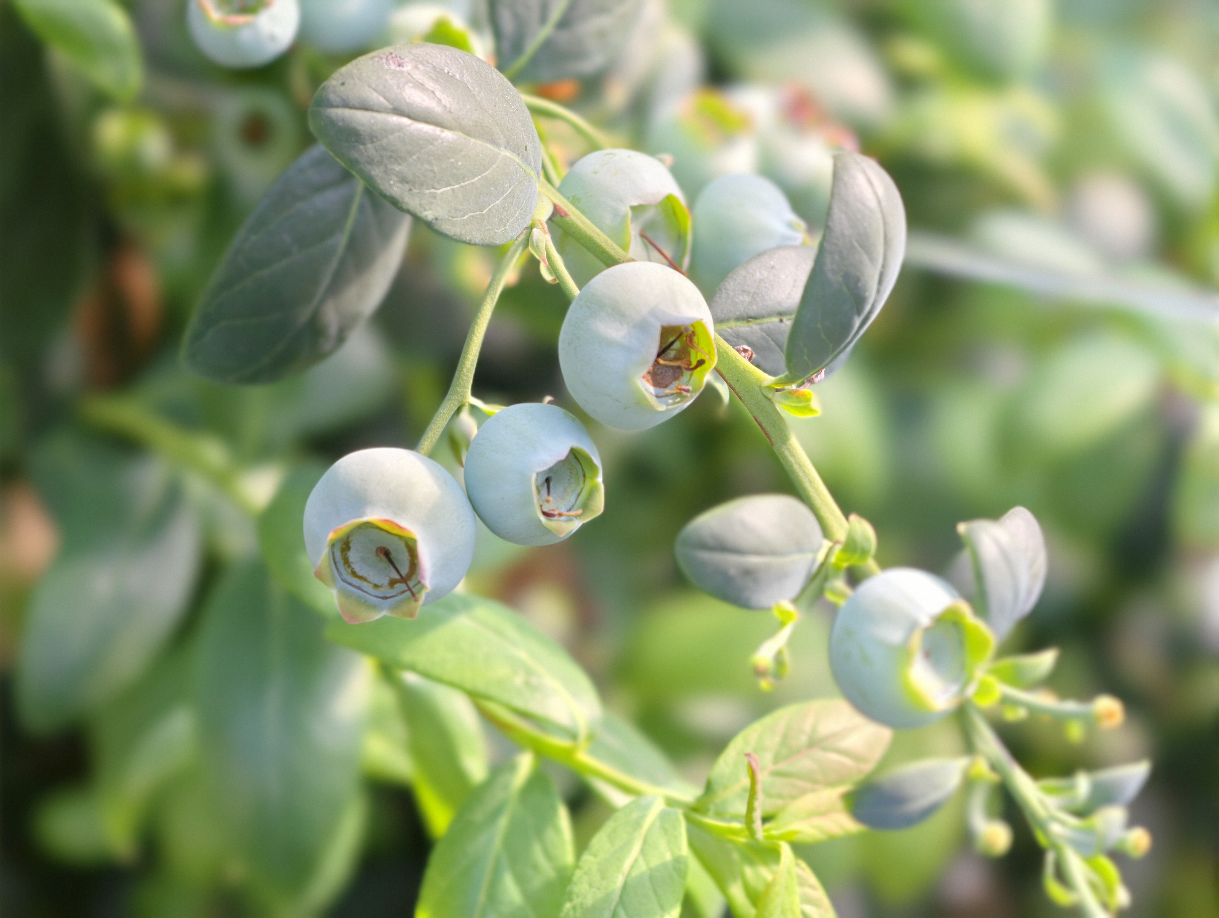 《天成家庭农场即景》 陈文宽 13688617066 历城曲家庄村 2026年3月9日  (5).jpg