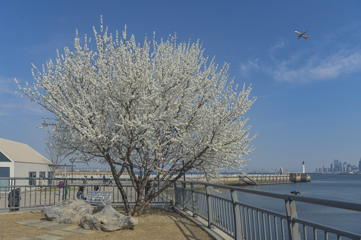 大连梭鱼湾海边，生长着一棵孤独的山桃树。 .jpg