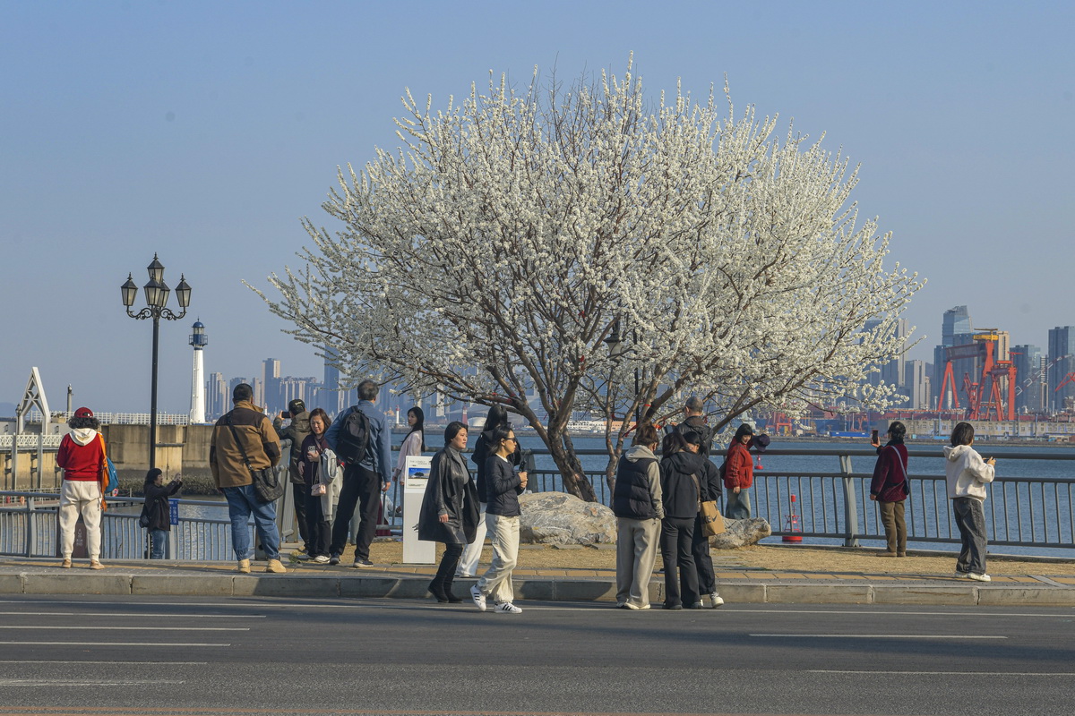 大连梭鱼湾海边，生长着一棵孤独的山桃树 .JPG