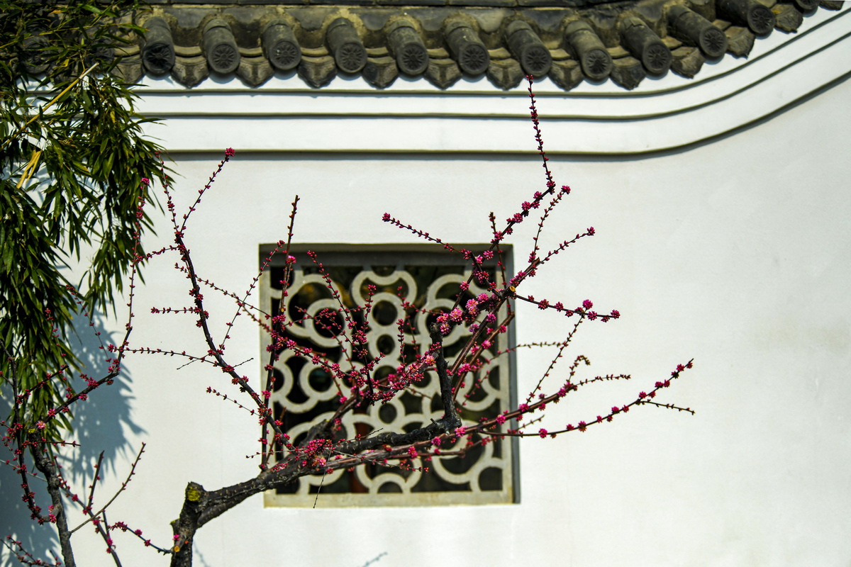 墙角数枝梅  凌寒独自开_调整大小.JPG