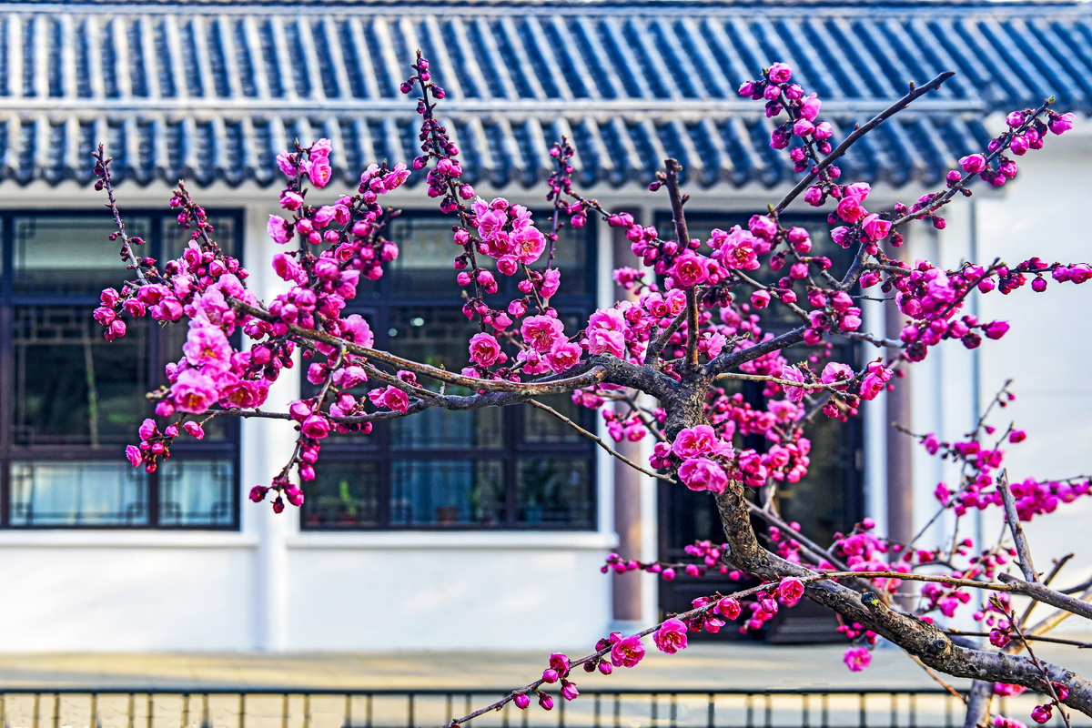 报春  姜瑞云   18342263352_调整大小.JPG