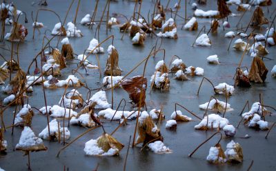 《残荷覆雪立寒塘》