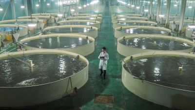 微山湖现代渔场