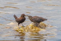 [原创]浪漫的鸟儿