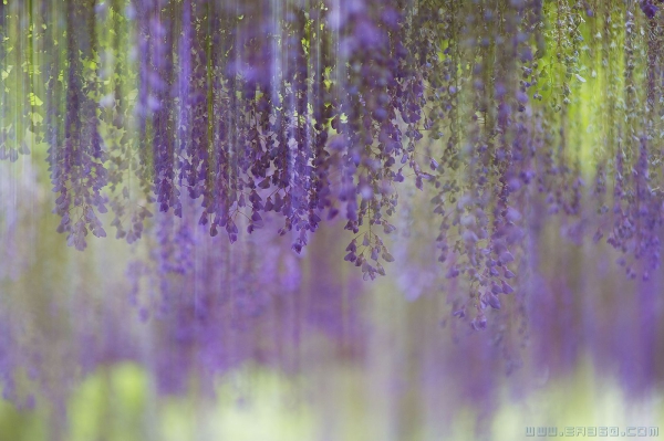 [原创] 紫藤