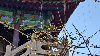 蜡梅花开，幽香飘来