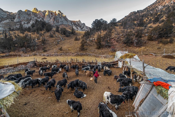脱贫后的藏家生活（组照）