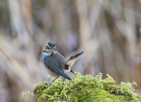 [原创] 我的翘尾美吗？