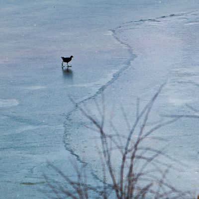 黄河沉沙池小鸟