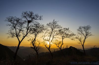 夕阳树下