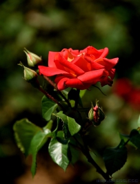 [原创]一枝月季慢慢开