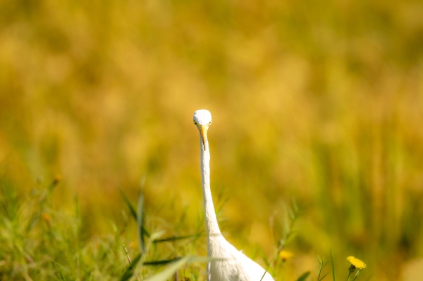 专注--稻田白鹭