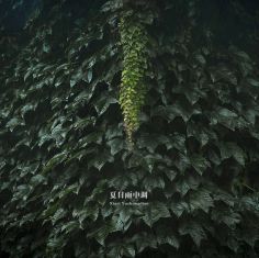 【夏日雨中调】