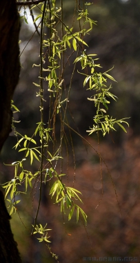 [原创]春柳