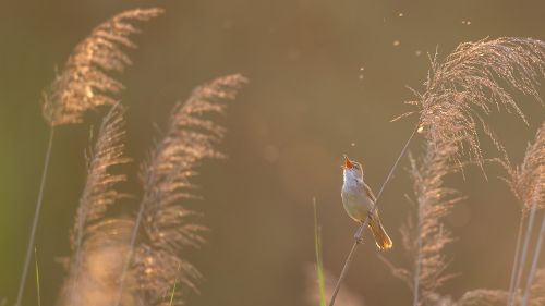 苇莺高歌迎朝阳
