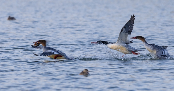 中华秋沙鸭 ——— 抢食
