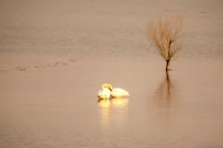 [原创]情意绵绵