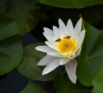 [原创]双蜂戏莲