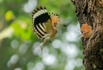 济南动物园戴胜育雏