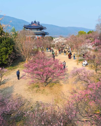 江南梅花开