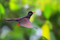 [原创]黑短脚鹎