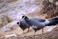 [原创]   藏马鸡